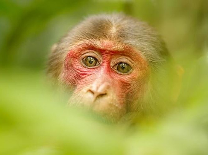 Насколько опасен вирус оспы обезьян?
